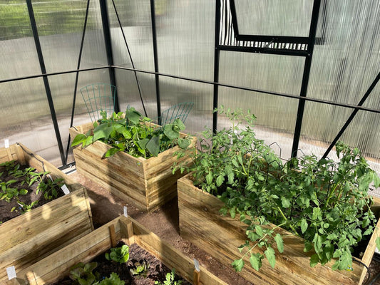 Wooden raised garden beds with plants inside a greenhouse.