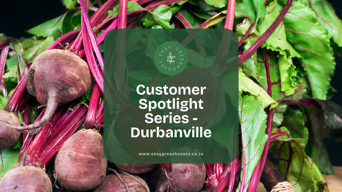 Customer Spotlight: From Installation to Harvest – Grand Gro 3.6m Greenhouse in Durbanville