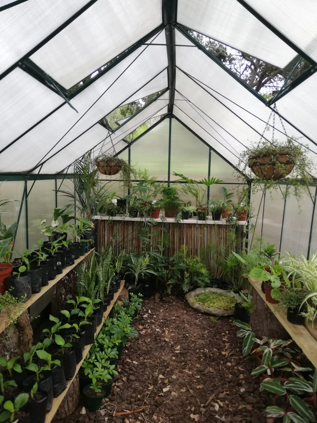 Greenhouse filled with various plants and gardening supplies