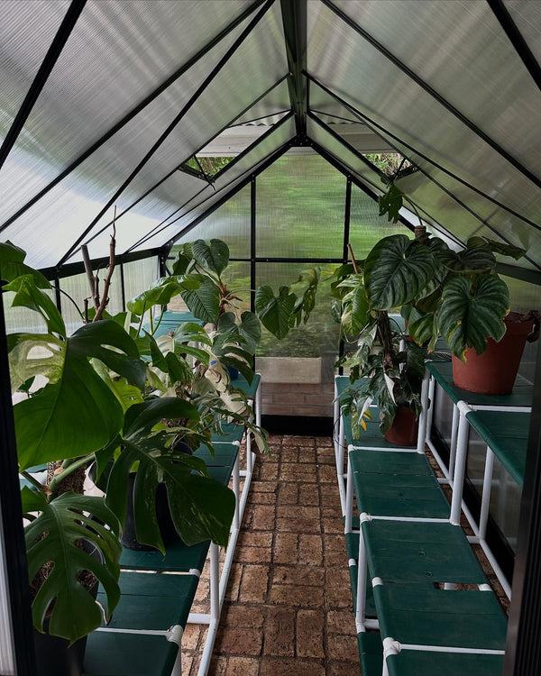 Greenhouse interior with plants and shelves